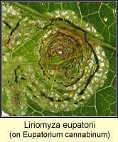 Liriomyza eupatorii