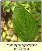 Phytomyza agromyzina