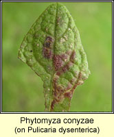 Phytomyza conyzae