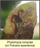 Phytomyza conyzae