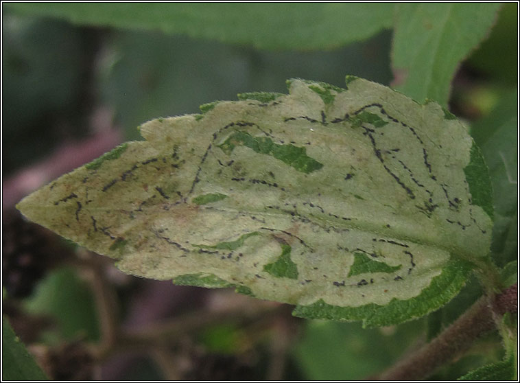 Phytomyza eupatorii