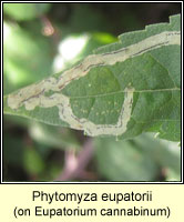 Phytomyza eupatorii 