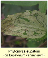 Phytomyza eupatorii 