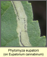 Phytomyza eupatorii 