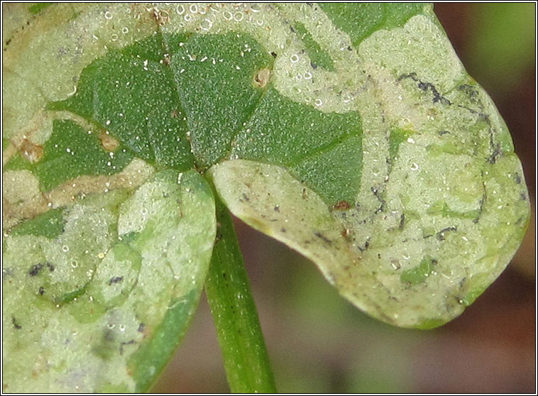 Phytomyza ranunculi