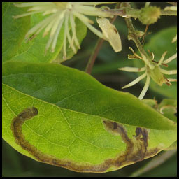 Phytomyza vitalbae or fulgens