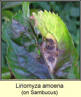 Liriomyza amoena