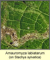 Amauromyza labiatarum