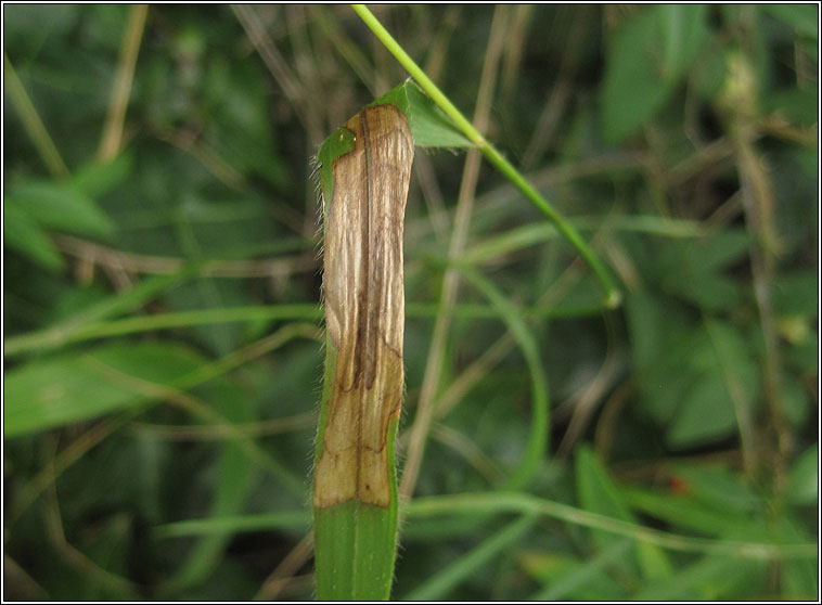 Cerodontha pygmaea or incisa