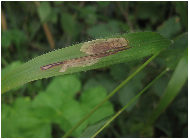 Chromatomyia milii Q