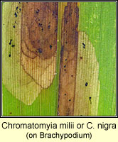 Chromatomyia milii or nigra