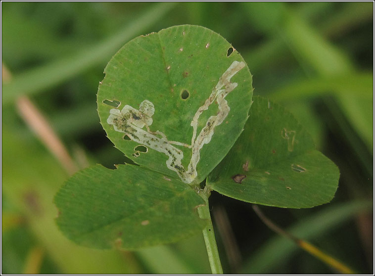 Agromyza frontella, Alfalfa blotch leafminer