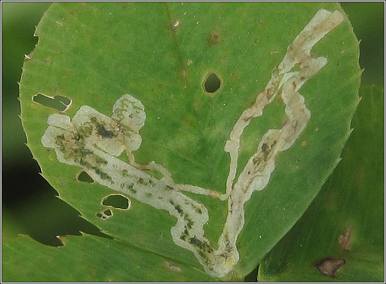 Agromyza frontella, Alfalfa blotch leafminer