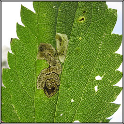 Agromyza anthracina
