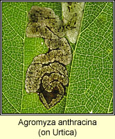 Agromyza anthracina