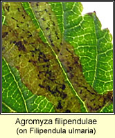 Agromyza filipendulae