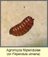 Agromyza filipendulae