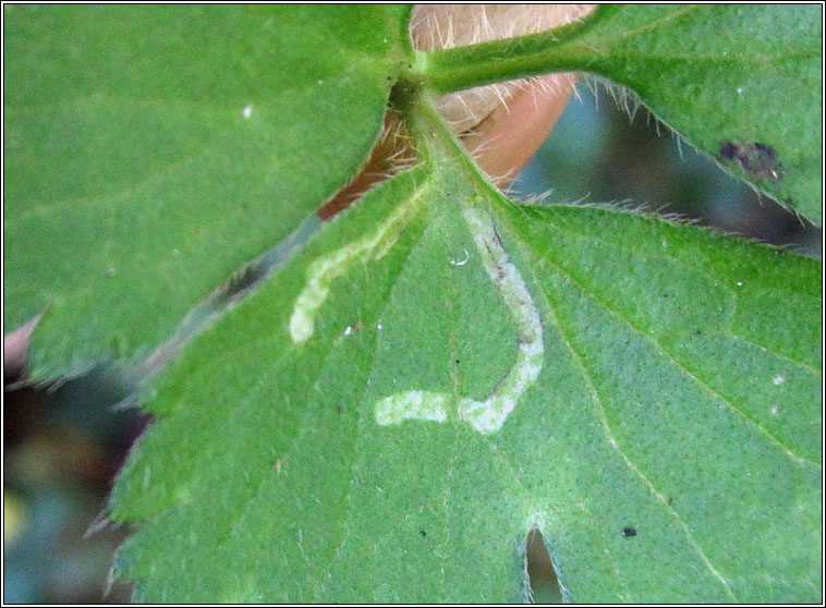 Phytomyza stolonigena