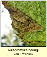 Aulagromyza heringii