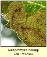 Aulagromyza heringii