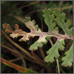 Phytomyza pedicularifolii