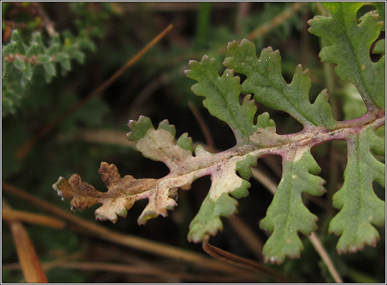 Phytomyza pedicularifolii