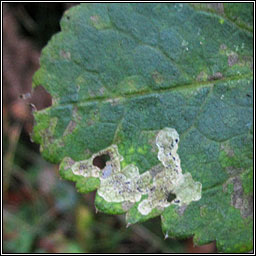 Phytomyza angelicastri or archangelicae