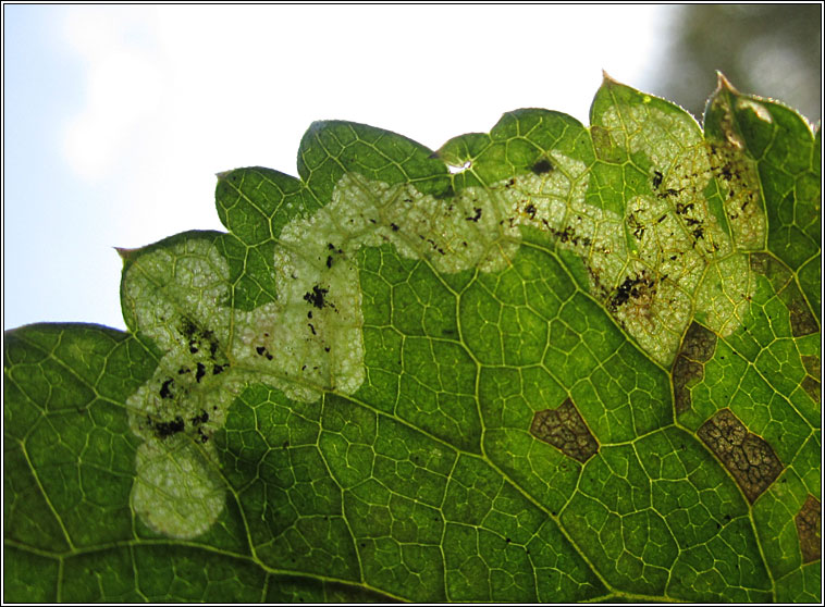 Phytomyza angelicastri or archangelicae