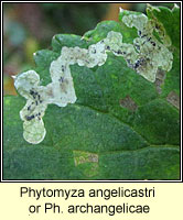 Phytomyza angelicastri or archangelicae