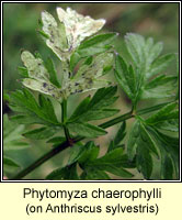 Phytomyza chaerophylli