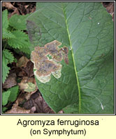 Agromyza ferruginosa