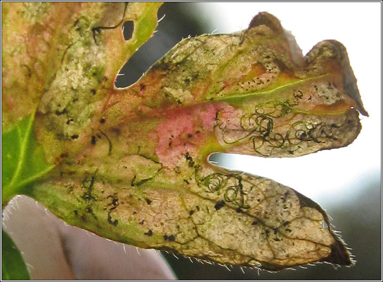 Agromyza nigrescens