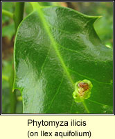 Phytomyza ilicis