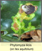 Phytomyza ilicis