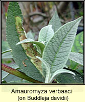 Amauromyza verbasci