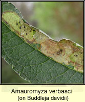 Amauromyza verbasci