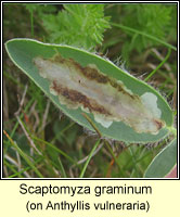 Scaptomyza graminum