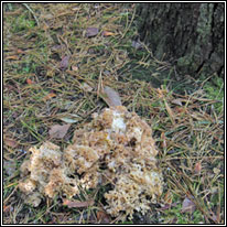 Wood Cauliflower, Sparassis crispa