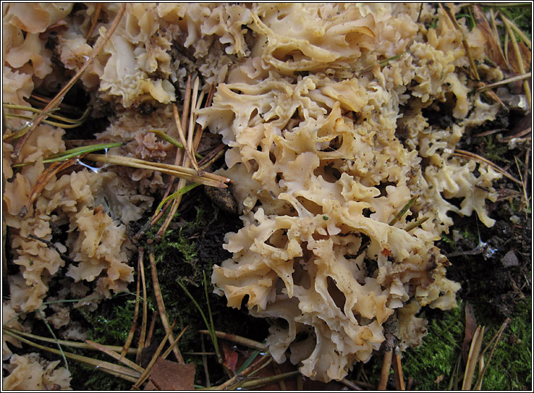 Wood Cauliflower, Sparassis crispa