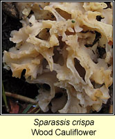 Sparassis crispa, Wood Cauliflower