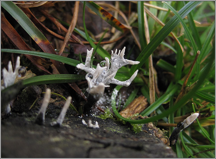 Candle-snuff fungus, Xylaria hypoxylon