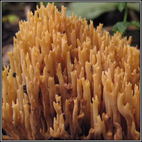Upright Coral, Ramaria stricta