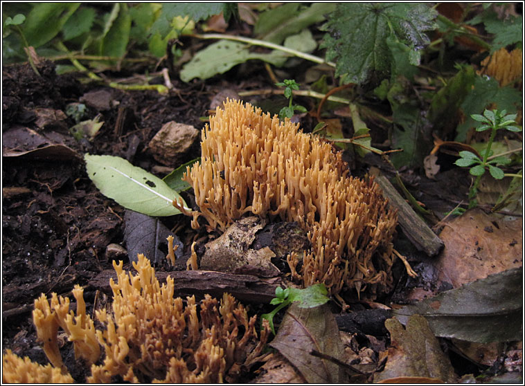 Upright Coral, Ramaria stricta