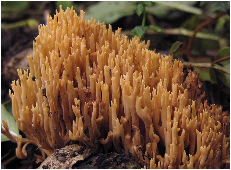 Upright Coral, Ramaria stricta