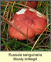 Russula sanguinaria, Bloody brittlegill