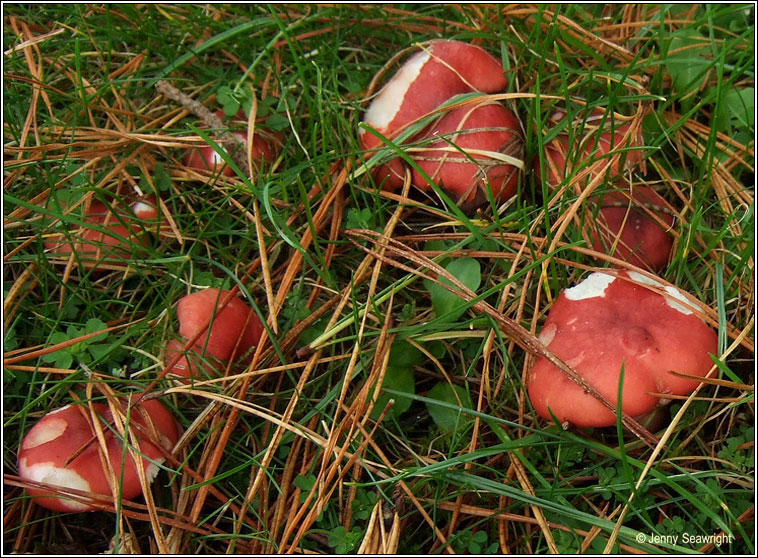 Bloody Brittlegill, Russula sanguinaria