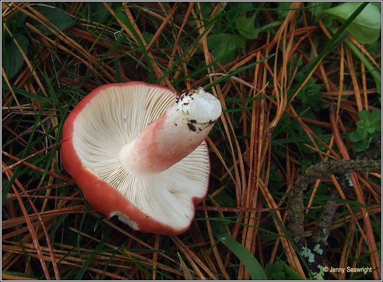 Bloody Brittlegill, Russula sanguinaria