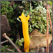 Yellow Club, Clavulinopsis helvola