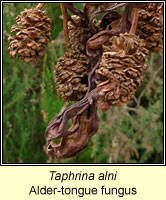 Taphrina alni, Alder-tongue fungus