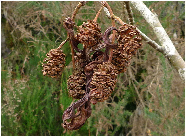 Alder-tongue gall, Taphrina alni